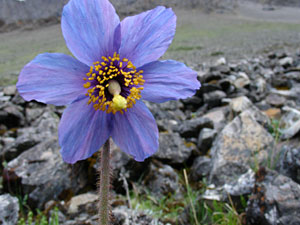 blue poppy